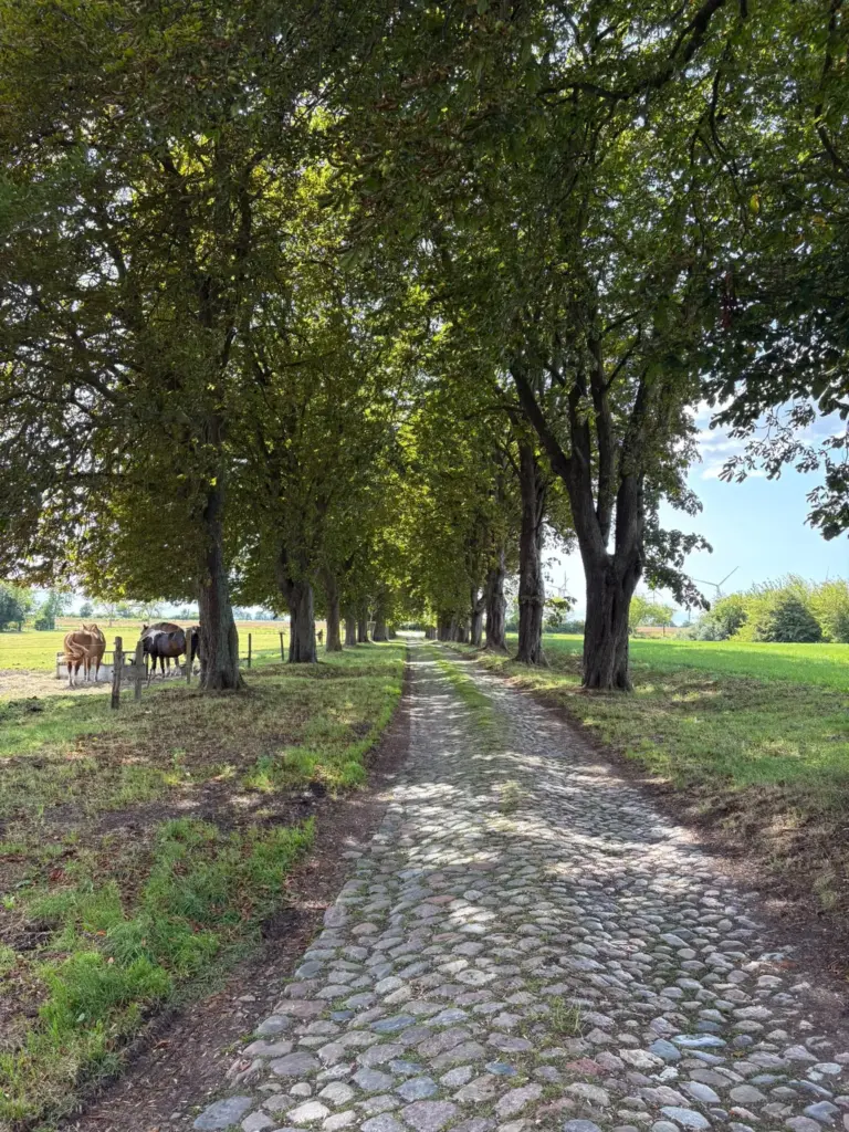 Kopfsteinpflaster-Allee mit Pferden und Windrad im Hintergrund