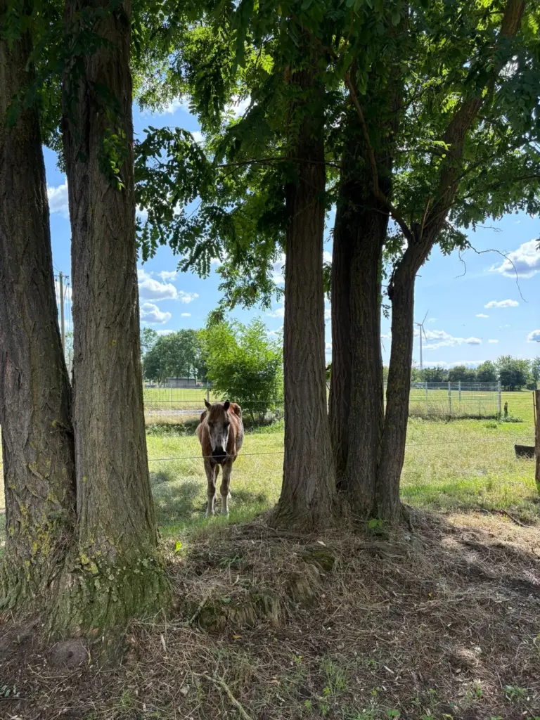 Pferd auf einer Koppel mit einem Windrad im Hintergrund
