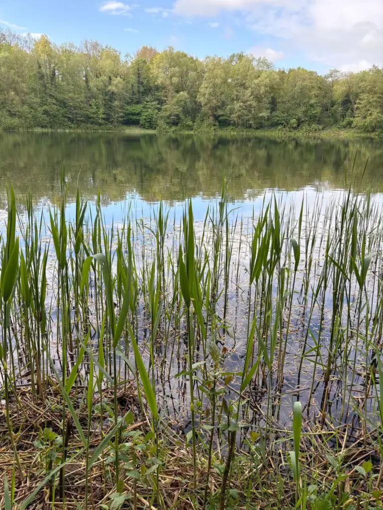 Hohes Schilf am Ufer des Bauernsees, dahinter die Wasserfläche und ein bewaldetes Gegenufer