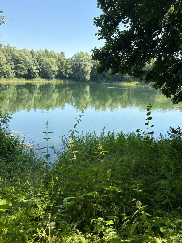 Ruhige Wasserfläche des Bauernsees im Sommerlicht, am Ufer Bäume und Schilf