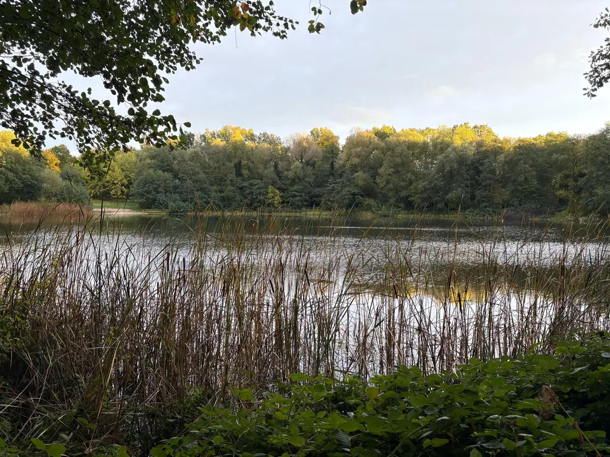Blick über den Bauernsee bei Lüssow: hohes Schilf und Rohrkolben im Vordergrund, dahinter die ruhige Wasserfläche